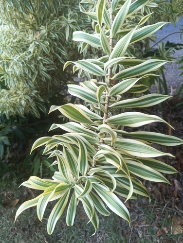 Dracaena reflexa observed 2026-07-14