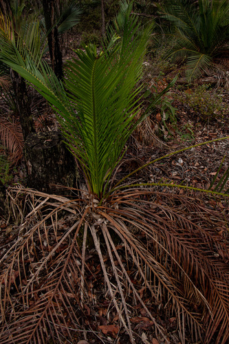 Macrozamia riedlei, photograph 4