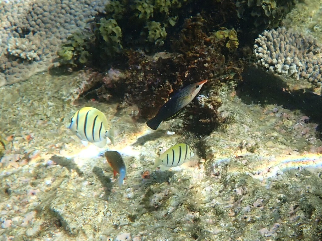 Convict surgeonfish