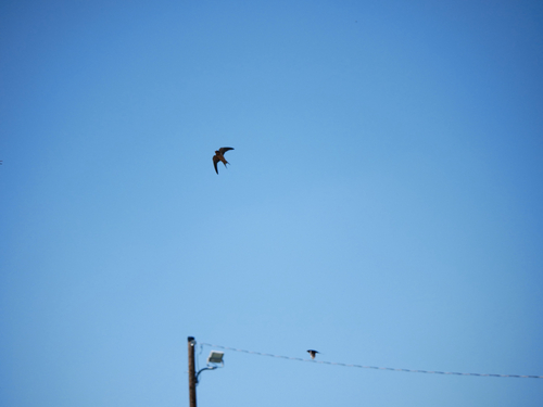 Barn Swallow