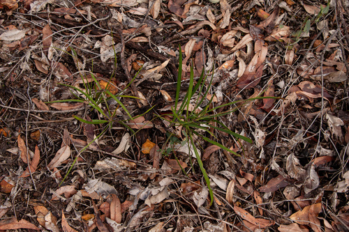 Persoonia longifolia, photograph 5