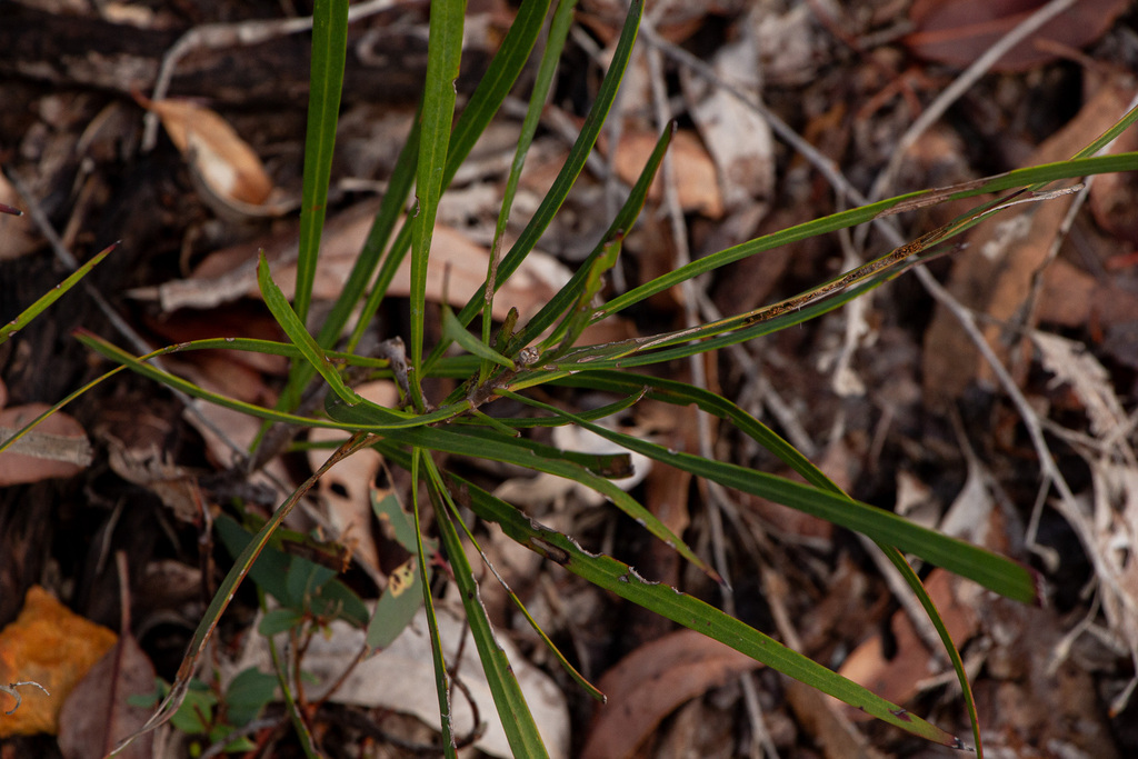 Persoonia longifolia; photograph (c) Carmon, some rights reserved (CC BY-SA)