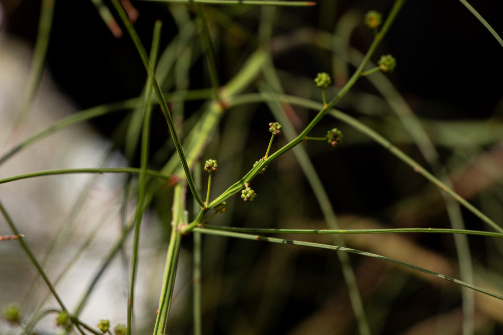 Acacia extensa; photograph (c) Carmon, some rights reserved (CC BY-SA)