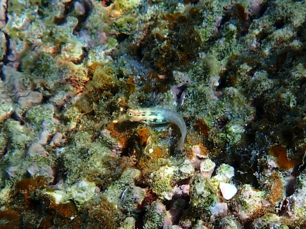Coral Blenny