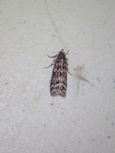 Spruce Coneworm Moth photo 5