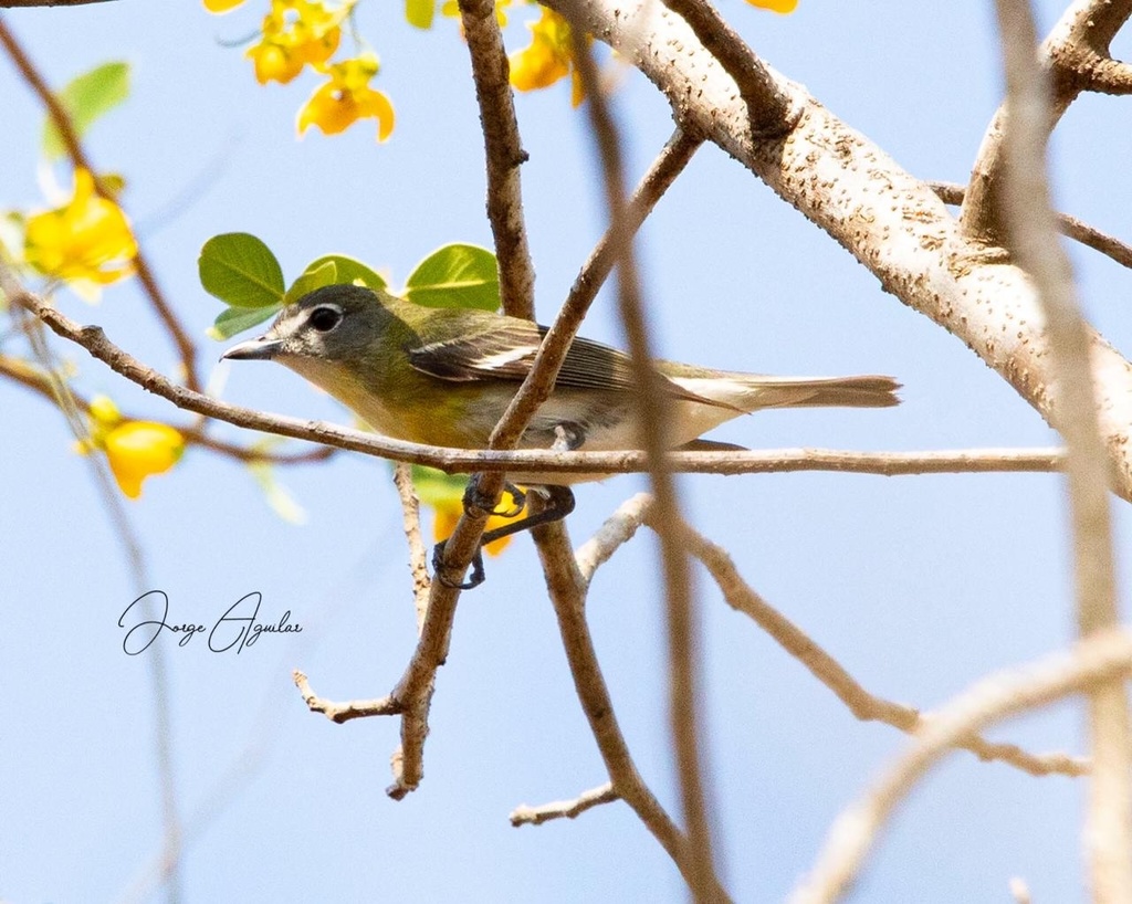 Yellow-throated × Blue-headed Vireo