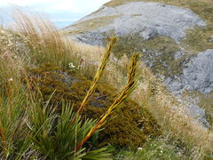 Aciphylla ferox