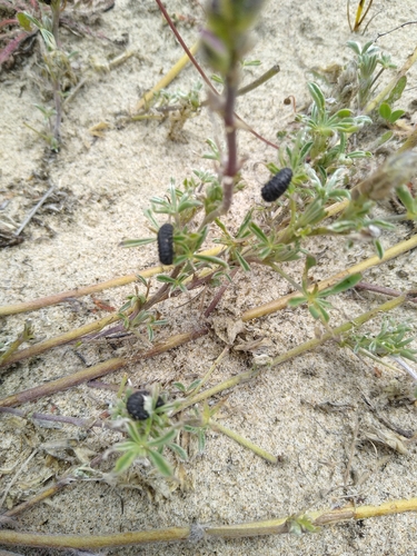 Lupinus littoralis, photograph 3