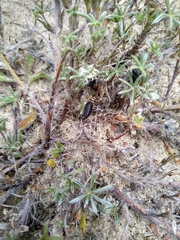 Lupinus littoralis