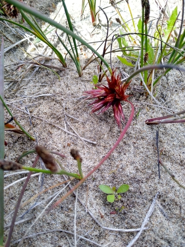 Juncus nevadensis, photograph 6