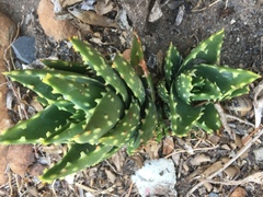 Aloe distans