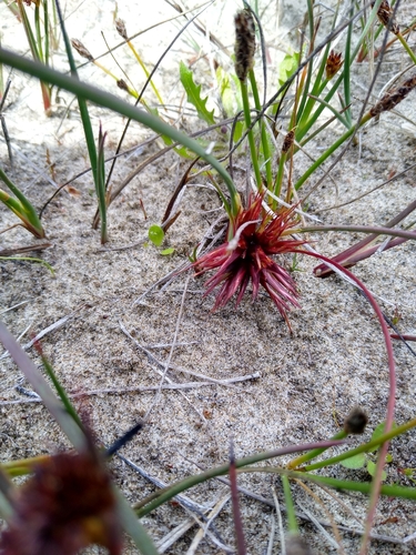 Juncus nevadensis, photograph 2