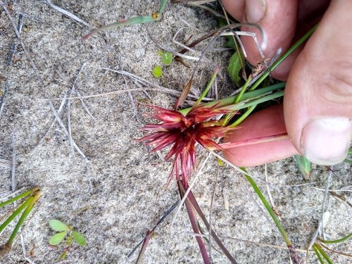 Juncus nevadensis, photograph 3