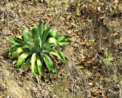 Agave maximiliana