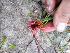 Juncus nevadensis, photograph author not stated, no rights reserved