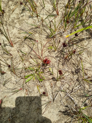 Juncus nevadensis, photograph 5