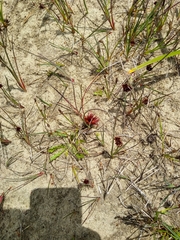 Juncus nevadensis, photograph author not stated, no rights reserved