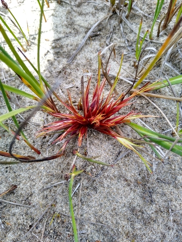 Juncus nevadensis
