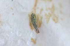 Colladonus geminatus