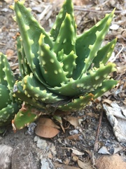 Aloe distans