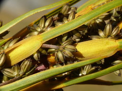 Aciphylla ferox