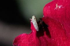 Colladonus geminatus