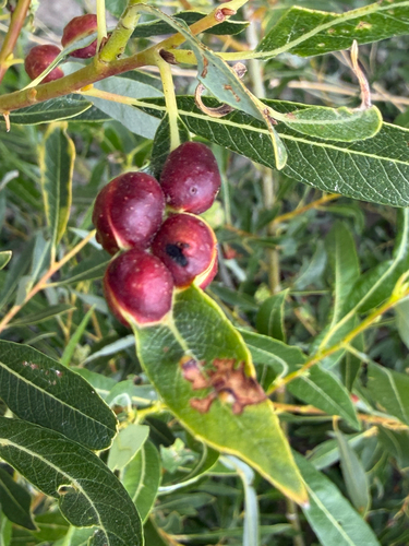 iNaturalist observation photo of Willow Apple Gall Sawfly