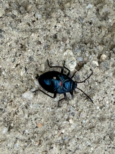 iNaturalist observation photo of California Bordered Plant Bug