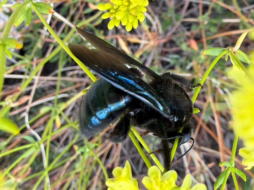 iNaturalist observation photo of Western Carpenter Bee