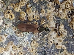 Melanderia mandibulata