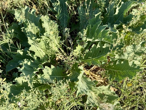 Crambe orientalis, photograph 1