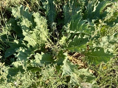 Crambe orientalis, photograph (c) Dr. Alexey Yakovlev, some rights reserved (CC BY)