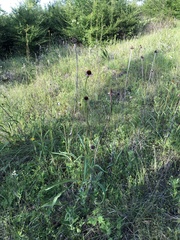 Echinacea atrorubens