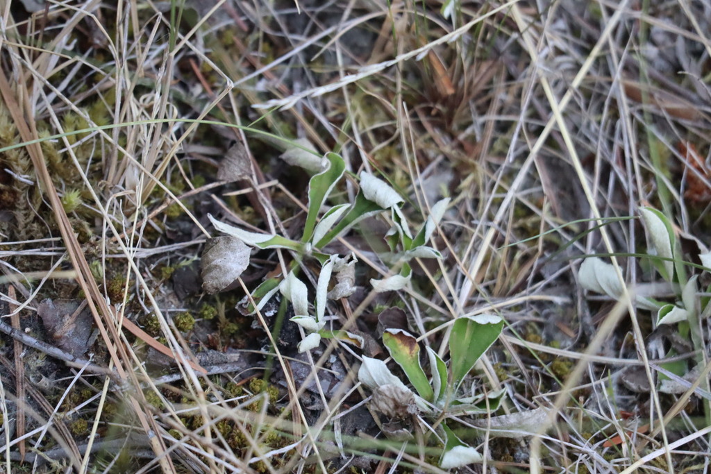 Antennaria howellii; photograph (c) Henry "Nick" Robertson, some rights reserved (CC BY-SA)