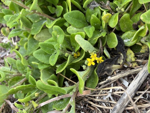 bower spinach