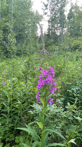 fireweed