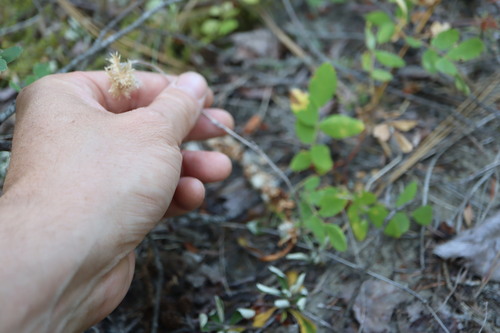 Antennaria howellii, photograph 6