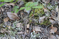 (c) Henry "Nick" Robertson, some rights reserved (CC BY-SA) Antennaria howellii, photograph (c) Henry "Nick" Robertson, some rights reserved (CC BY-SA)