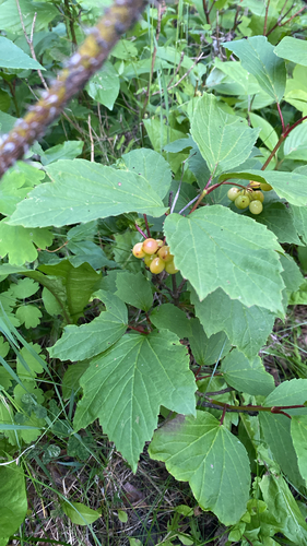 squashberry