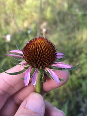 Echinacea atrorubens