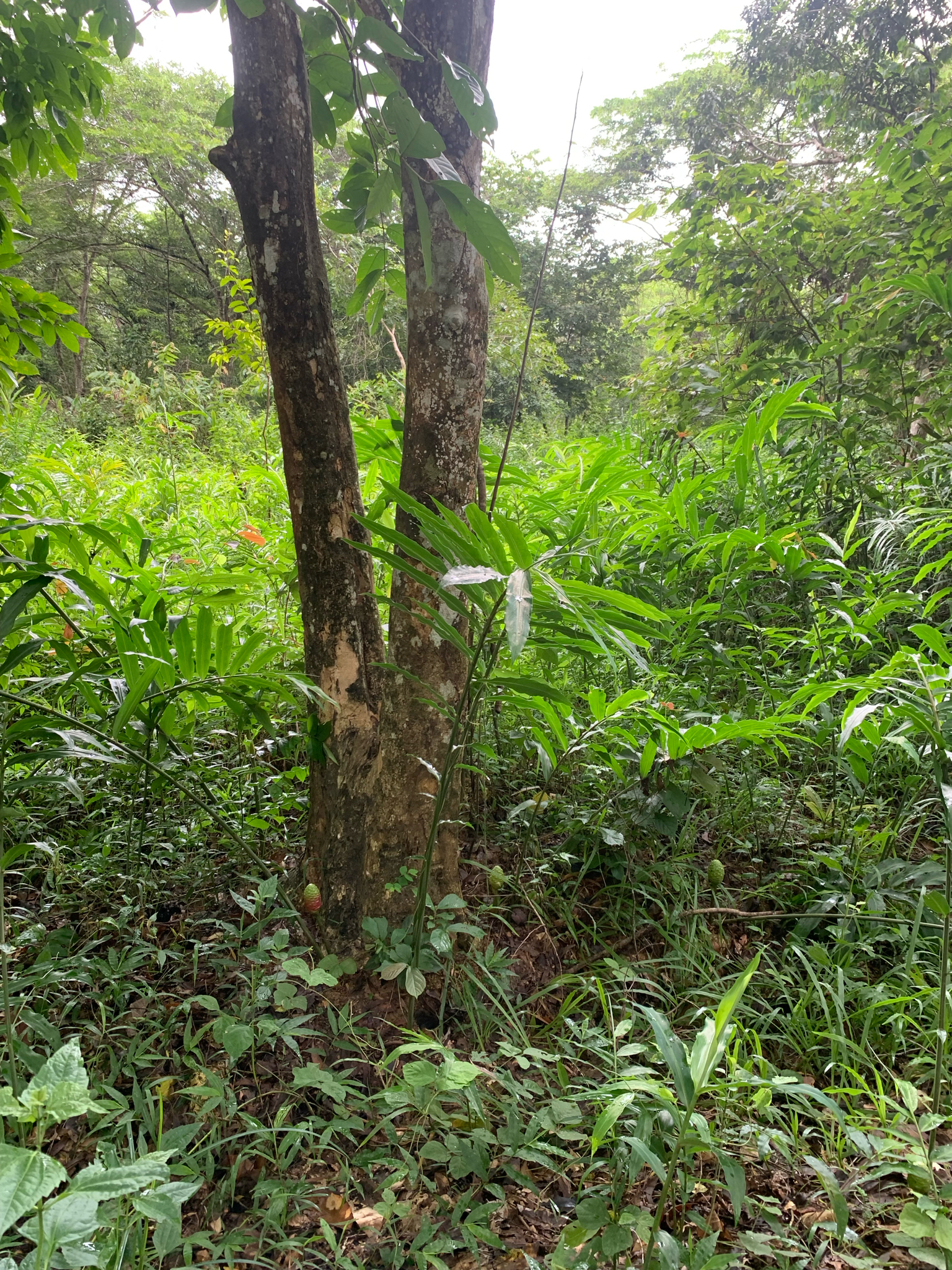 Zingiber zerumbet — ảnh 2