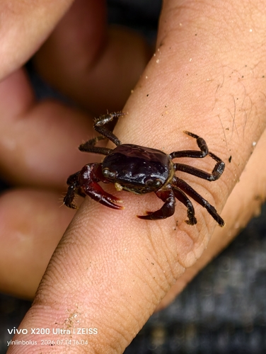Phricotelphusa elegans