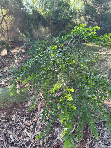 Round-leaf Wattle