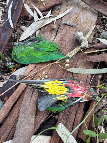 Rainbow Lorikeet