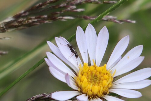 iNaturalist observation photo of Ants