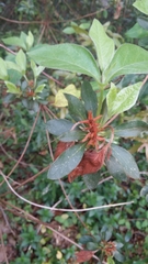 Rhododendron indicum