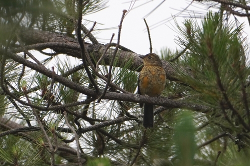 Taiwan Vivid Niltava (Niltava vivida), photo 5