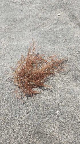 Chondria dasyphylla observed 2026-07-14