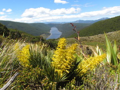 Aciphylla ferox