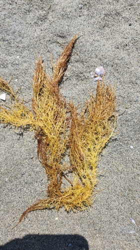 Chondria dasyphylla observed 2026-07-14